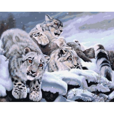 Снежные барсы